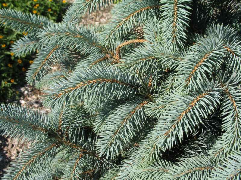 Ель колючая Бейби Блю Айс